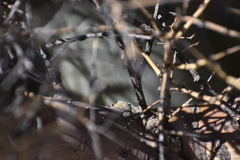 Chrysobothris octocola