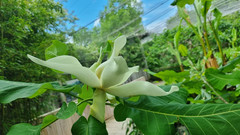 Magnolia officinalis