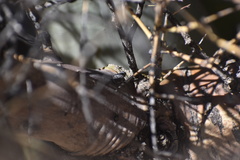 Chrysobothris octocola