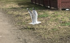 Larus argentatus
