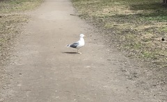 Larus argentatus