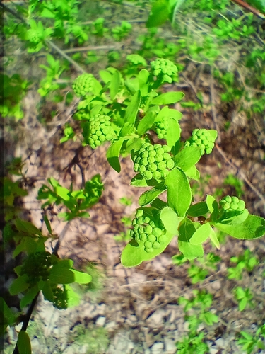 Oriental spiraea (Spiraea media)