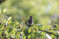 Saxicola stejnegeri