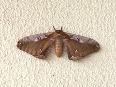 Saturnia jonasii jonasii