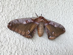 Saturnia jonasii jonasii