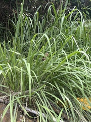 Miscanthus floridulus