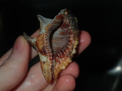 Monoplex pilearis