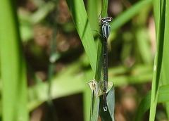 Enallagma exsulans