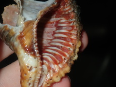 Monoplex pilearis