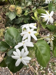 Jasminum multiflorum