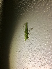 Euconocephalus nasutus