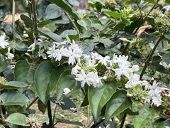 Jasminum multiflorum