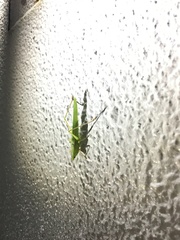 Euconocephalus nasutus