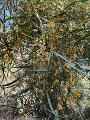 Acacia saligna