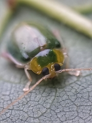 Hemipyxis semiviridis