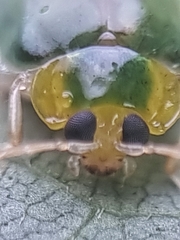 Hemipyxis semiviridis