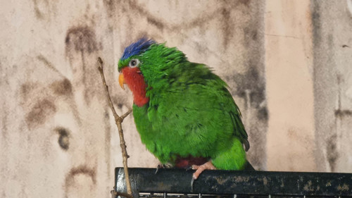 Blue-crowned Lorikeet