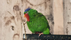 Vini australis