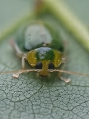 Hemipyxis semiviridis
