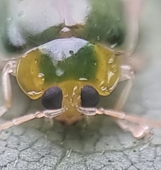 Hemipyxis semiviridis