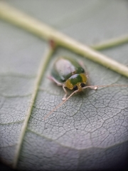 Hemipyxis semiviridis