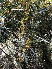 Acacia saligna