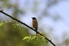 Saxicola stejnegeri