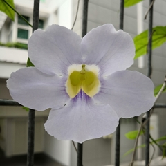 Thunbergia laurifolia