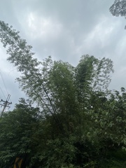 Bambusa stenostachya