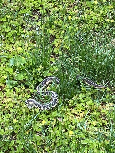 Garter Snake