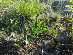 Aristolochia pallida