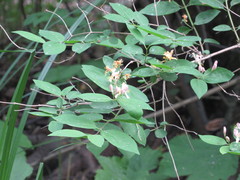 Lonicera × muendeniensis