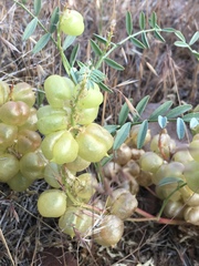 Astragalus lentiginosus floribundus