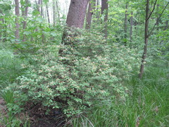 Lonicera × muendeniensis