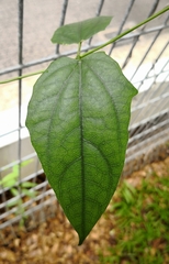 Thunbergia laurifolia