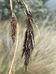 Carex jamesonii