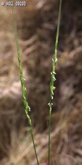 Aegilops longissima