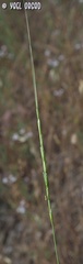 Aegilops longissima