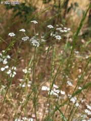 Aegilops longissima