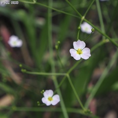 Alisma lanceolatum