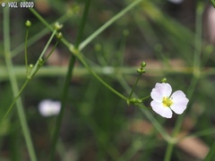 Alisma lanceolatum