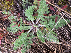 Chaerophyllum andicola