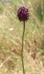 Allium ampeloprasum