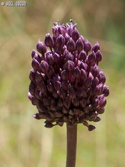 Allium ampeloprasum