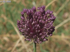 Allium ampeloprasum
