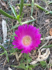 Carpobrotus acinaciformis