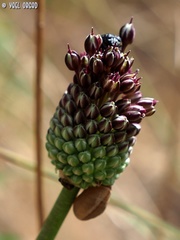 Allium curtum