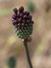 Allium curtum