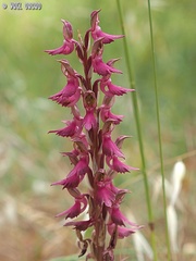 Anacamptis sancta