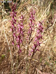 Anacamptis sancta